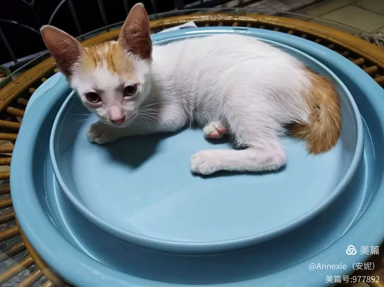 小猫咪玩乐视频集锦